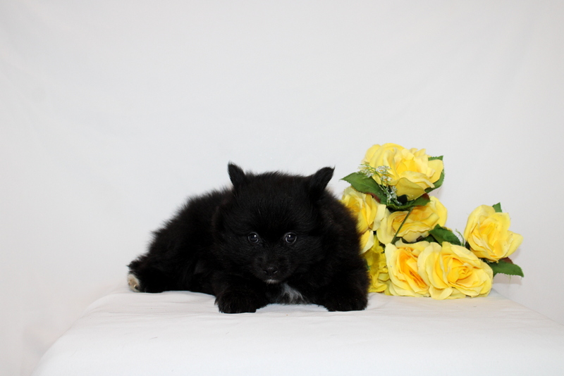 puppy, for, sale, Pomernain, Matthew B. Stoltzfus, dog, breeder, Gap, PA, dog-breeder, puppy-for-sale, forsale, nearby, find, puppyfind, locator, puppylocator, aca